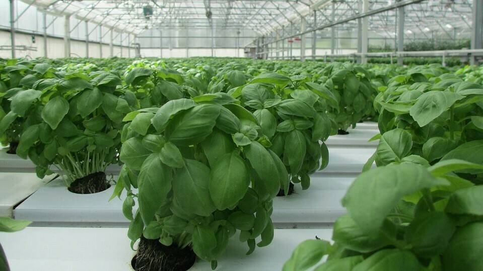 basil-2053350_960_720|greenhouse-3247271_960_720|greenhouse-2096497_960_720